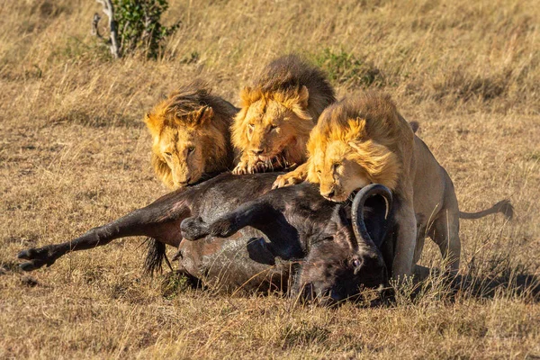 Trois Lionceaux Mâles Mangent Carcasse Buffle Cape — Photo