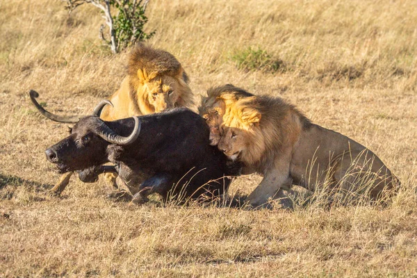 三匹の雄ライオンが水牛の角を噛んだ — ストック写真