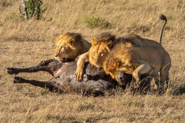 Tre Manliga Lejon Ligger Död Buffel — Stockfoto