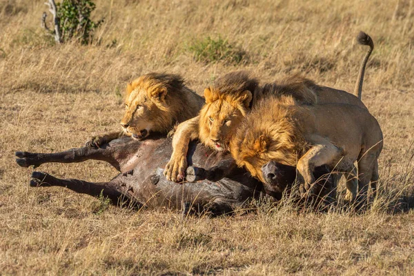 Tres Leones Machos Yacen Sobre Búfalos Muertos —  Fotos de Stock