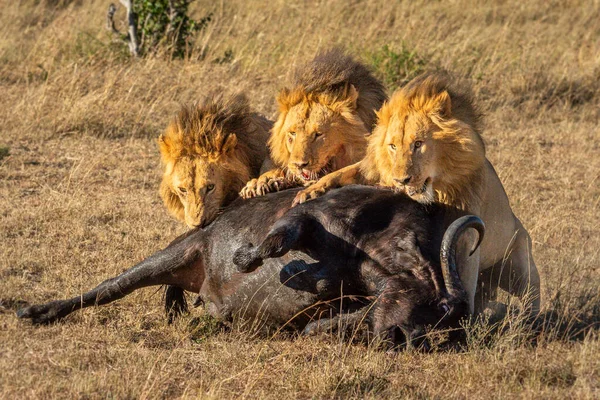 3頭の雄ライオンがバッファローケープカーを食べる — ストック写真