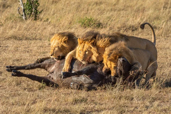 Tres Leones Machos Yacen Canal Búfalo —  Fotos de Stock