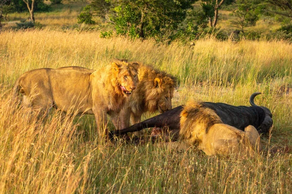 Three Male Lions Feed Buffalo Carcass — Stock Photo, Image