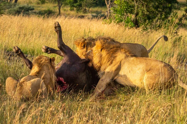 Три Самця Левів Харчуються Буйволах — стокове фото