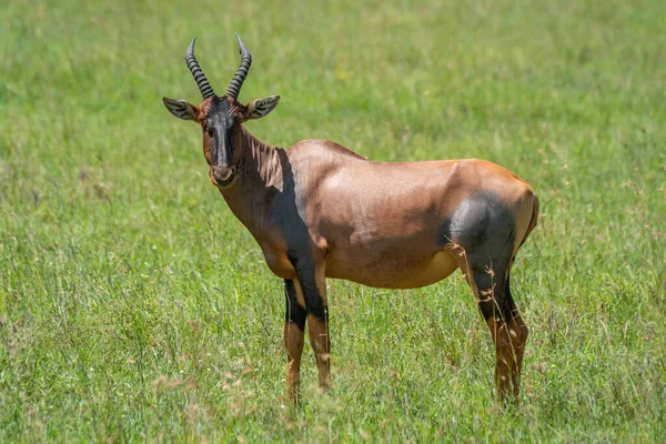 Topi Tient Tournant Tête Caméra Face — Photo