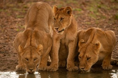 İki dişi aslan, yavrularıyla birlikte göletten su içerler.
