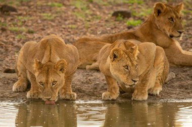 İki dişi aslan çamurlu su birikintisinden su içiyor.
