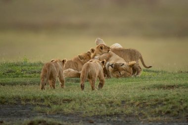 İki yavru dişi aslana yaklaşır ve üç kardeşi emzirir.