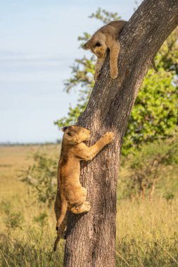 Savanada iki aslan yavrusu ağaca tırmanıyor.