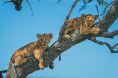İki aslan yavrusu daldan aşağı bakar.