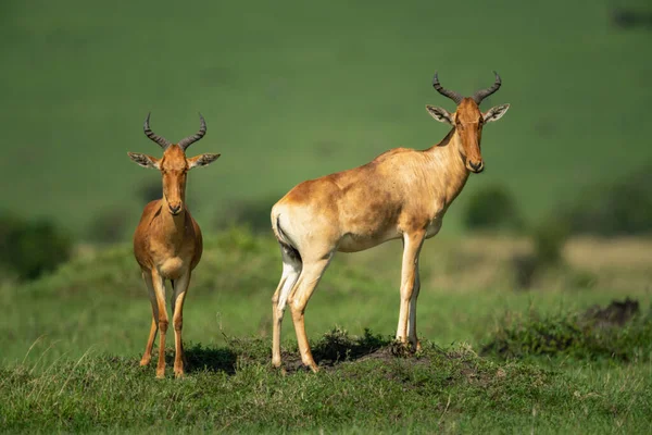 Två Cola Hartebeest Stå Gräsbevuxen Kulle — Stockfoto