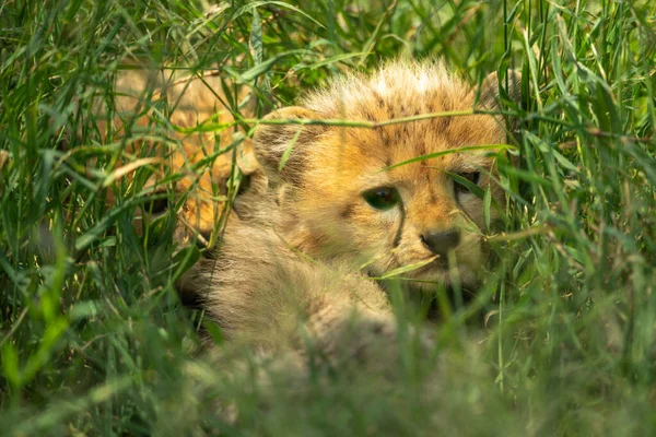 Two Cheetah Cubs Hiding Long Grass — Stock Photo, Image