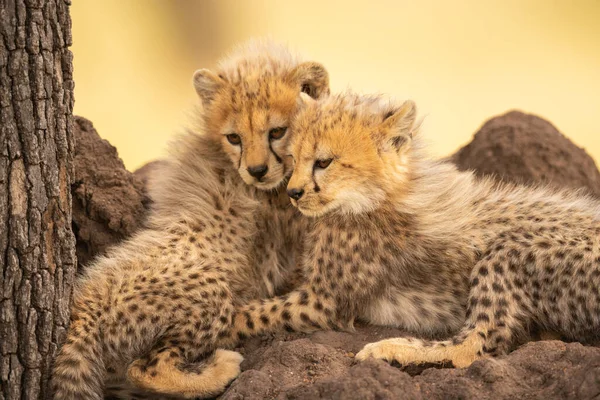 Två Gepardungar Ligger Tillsammans Och Tittar Ner — Stockfoto