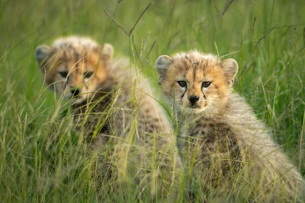 Twee Cheeta Welpen Zitten Zij Aan Zij Camera Kijken — Stockfoto
