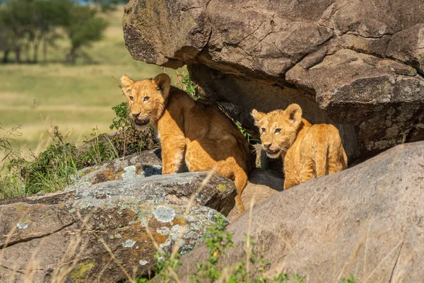 Two Lion Cubs Standing Rocky Overhang — Stock Photo, Image