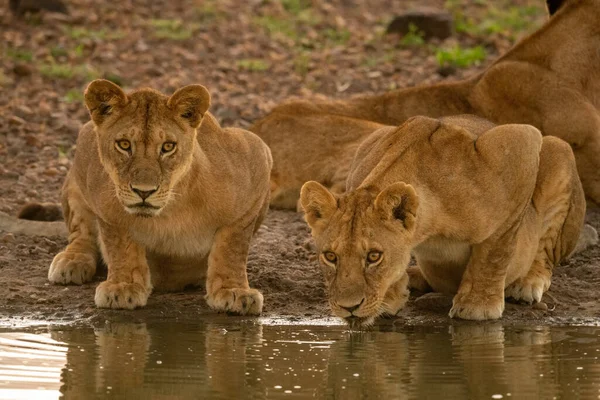 Deux Lionnes Boivent Trou Eau Boueux — Photo