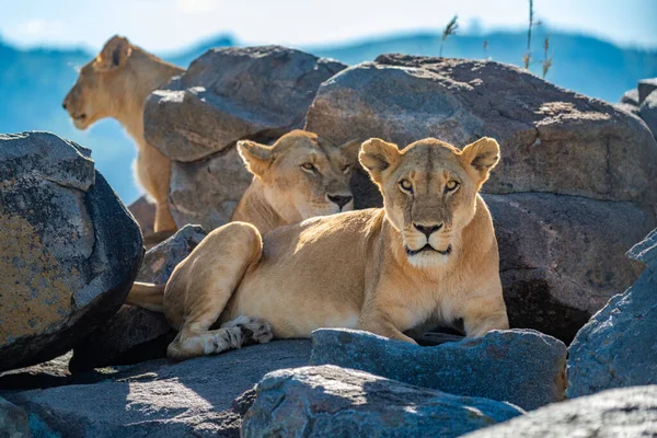 二匹の雌ライオンが岩の間に横になり — ストック写真