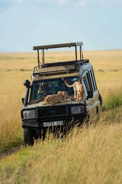 İki çita yavrusu kamyondan inmeye çalışıyor.