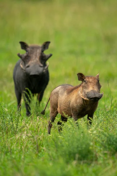 Deux Nids Phacochère Communs Dans Herbe Longue — Photo