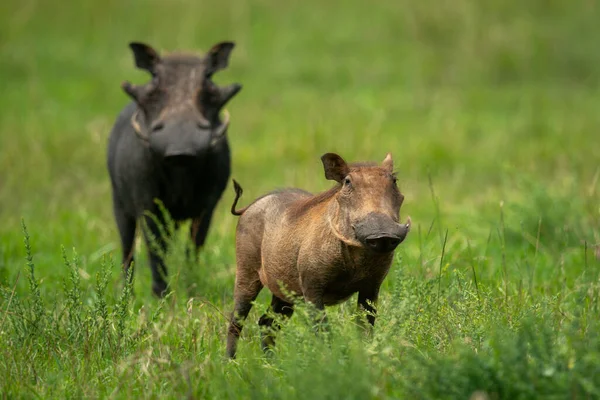 Dua Warthog Umum Berdiri Rumput Panjang — Stok Foto