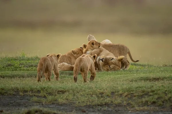 Dois Filhotes Aproximam Leoa Amamentando Três Irmãos — Fotografia de Stock