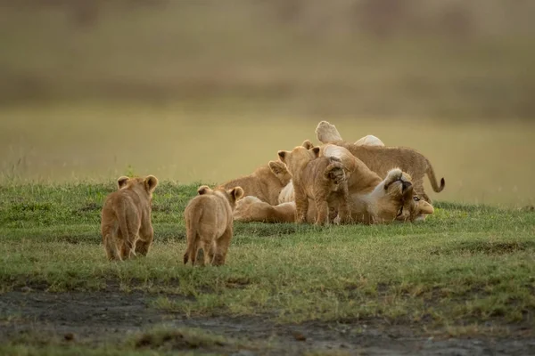 Deux Oursons Approchent Lionne Allaitant Trois Autres — Photo