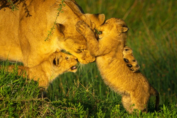 Two cubs play with lioness in grass