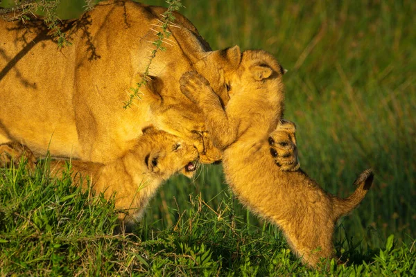 Deux Oursons Jouant Avec Lionne Dans Herbe — Photo