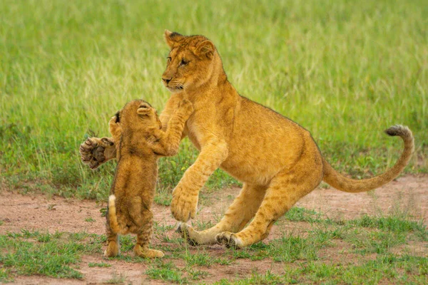 Deux Lionceaux Battant Sur Les Pattes Arrière — Photo