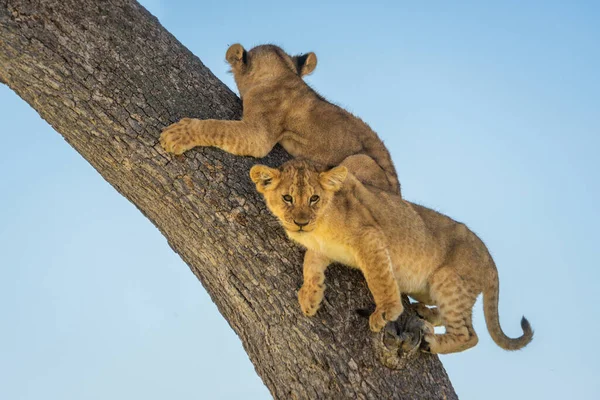 Два Львенка Цепляются Ствол Дерева — стоковое фото