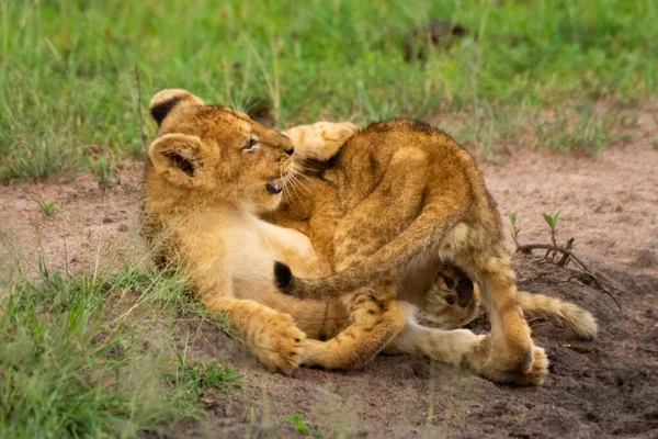 Due Cuccioli Leone Erba Giocare Lotta — Foto Stock