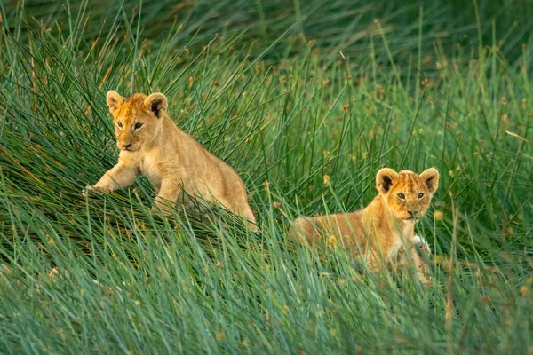 Два Львиных Детеныша Лежат Траве — стоковое фото