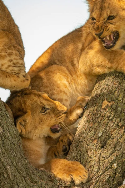 Dos Cachorros León Yacen Gruñendo Árbol — Foto de Stock