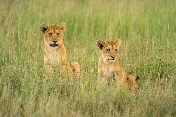 Two Lion Cubs Look Right Grass — Stock Photo, Image