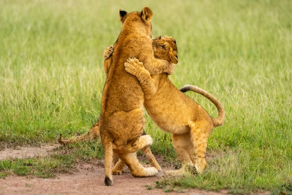 Deux Lionceaux Sur Les Pattes Arrière Battant — Photo