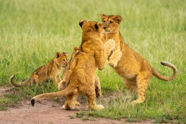 Dos Cachorros León Juegan Luchando Junto Otros — Foto de Stock