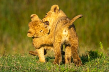 İki aslan yavrusu neşeyle birbirini ısırıyor.