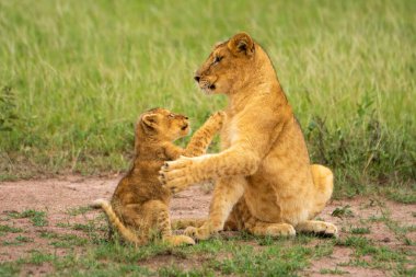 İki aslan yavrusu birbirine pençe atıyor.