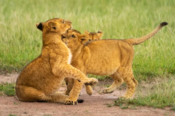 Deux Lionceaux Jouent Combat Près Autre — Photo