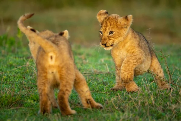 Dua Singa Anaknya Bermain Pertempuran Rumput — Stok Foto
