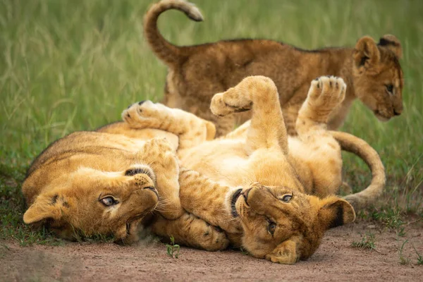 Dos Cachorros León Juegan Sus Espaldas — Foto de Stock