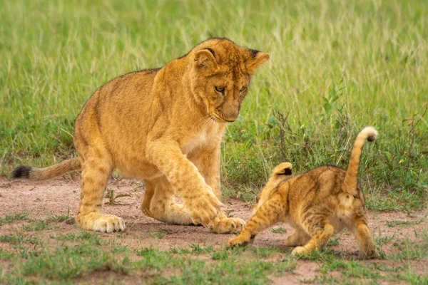 Deux Lionceaux Jouent Ensemble — Photo