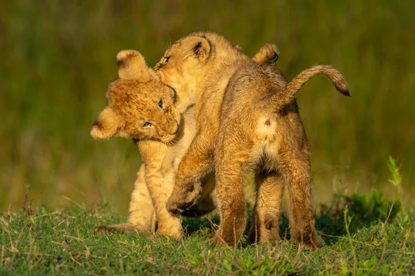 Two Lion Cubs Playfully Bite Each Other — Stock Photo, Image