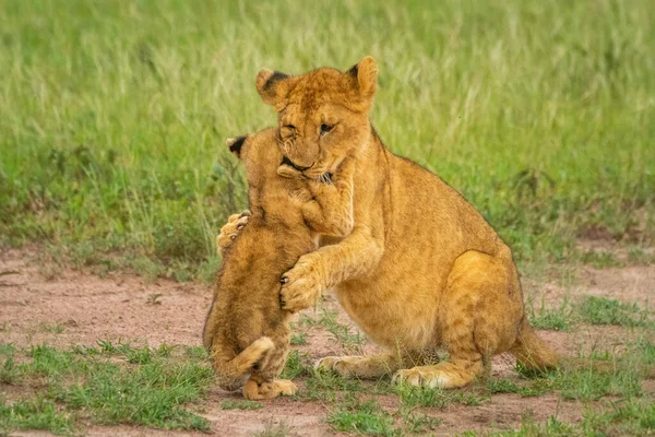 Deux Lionceaux Battent Dans Herbe — Photo