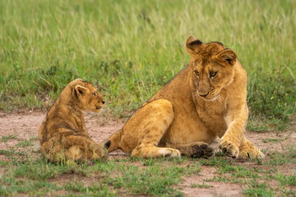Zwei Löwenjungen Sitzen Zusammen Gras — Stockfoto