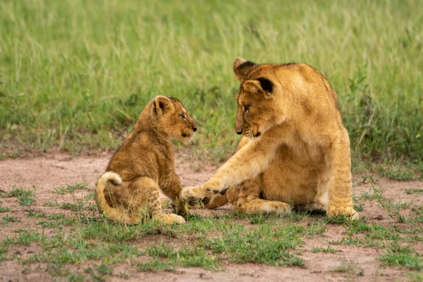 两只狮子宝宝坐在草地上 — 图库照片