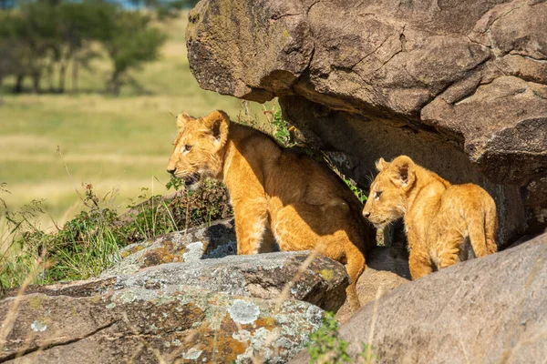 Twee Leeuwenwelpen Staan Onder Een Rotsachtige Overhang — Stockfoto