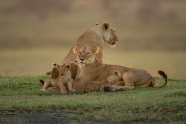 İki dişi aslan yalan söyler ve yavrularıyla otururlar.