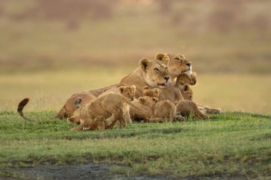 İki dişi aslan, sekiz neşeli yavruyla yatar.