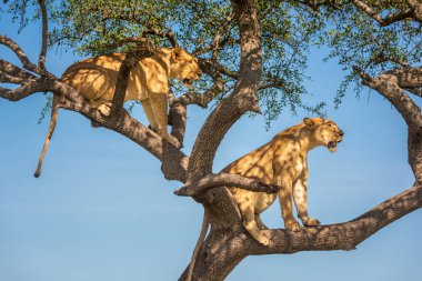 İki dişi aslan ağaçta oturur ve bakar.